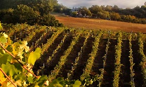 Agriturismo nel Chianti